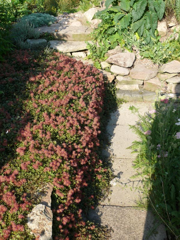 Acaena microphylla 'Kupferteppich' (Braunrotes Stachelnüsschen)