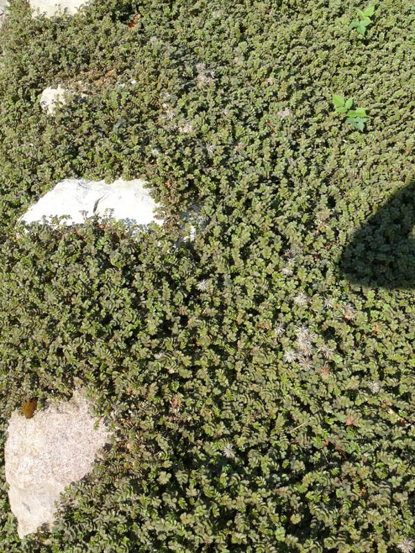 Acaena microphylla 'Kupferteppich' (Braunrotes Stachelnüsschen)