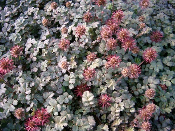 Acaena microphylla 'Kupferteppich' (Braunrotes Stachelnüsschen)