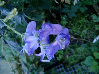 Aconitum arendsii (Herbst-Eisenhut)