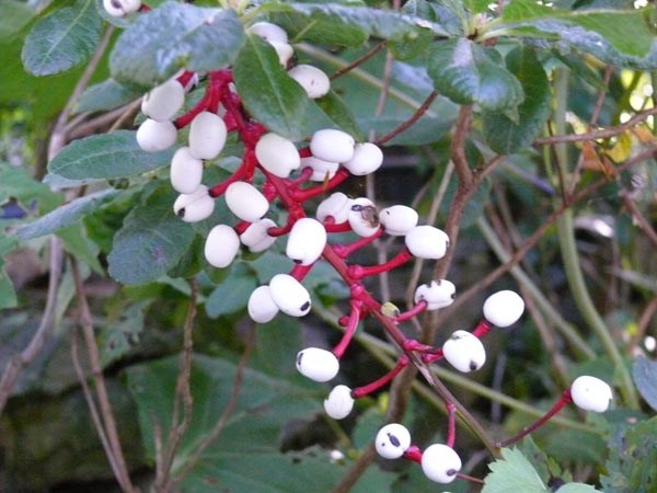 Actaea pachypoda (Christophskraut)