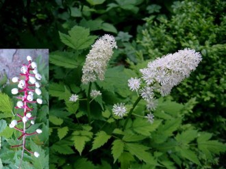 Actaea pachypoda (Christophskraut)