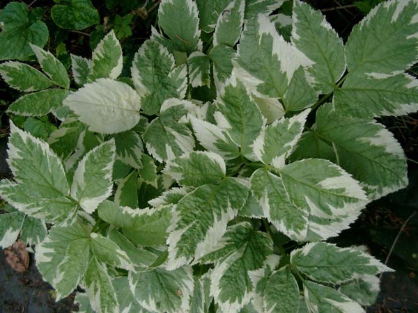 Aegopodium podagravia 'Variegatum’ (Panaschierter Giersch)
