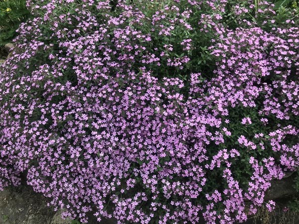Saponaria ocymoides (Rosa Teppich-Seifenkraut)