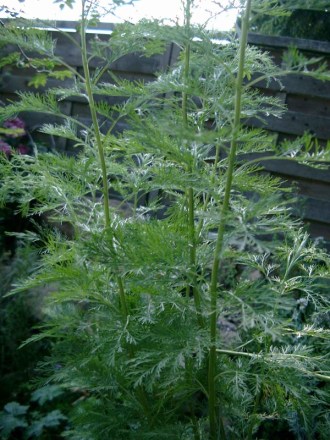 Artemisia abrotanum ssp. (Baumeberraute)