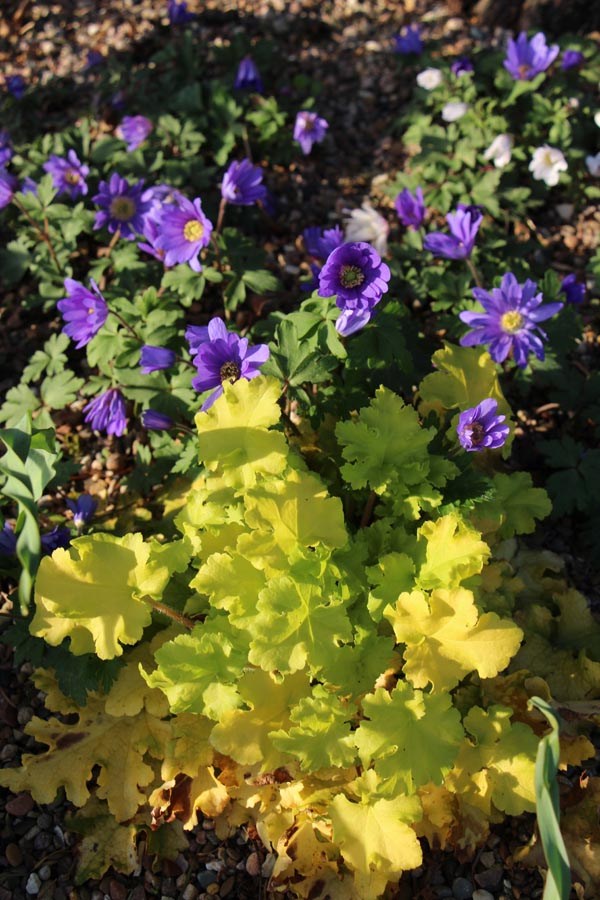 Heuchera micrantha 'Lime Ricky' ® (Purpurglöckchen)