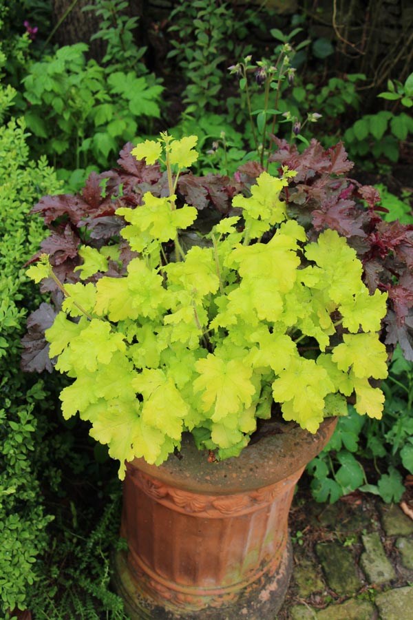 Heuchera micrantha 'Lime Ricky' ® (Purpurglöckchen)
