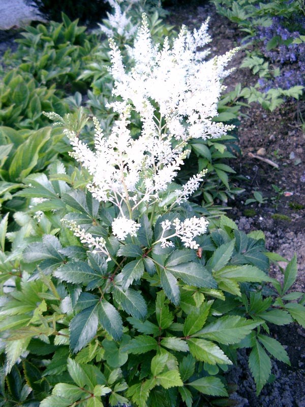 Astilbe japonica 'Deutschland' (Prachtspiere)