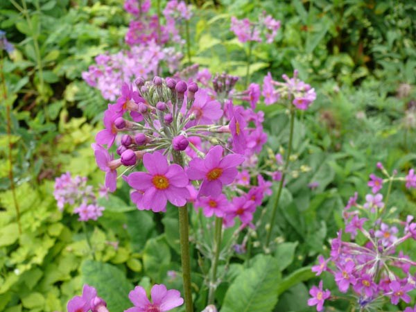 Primula beesiana (Etagen-Primel)