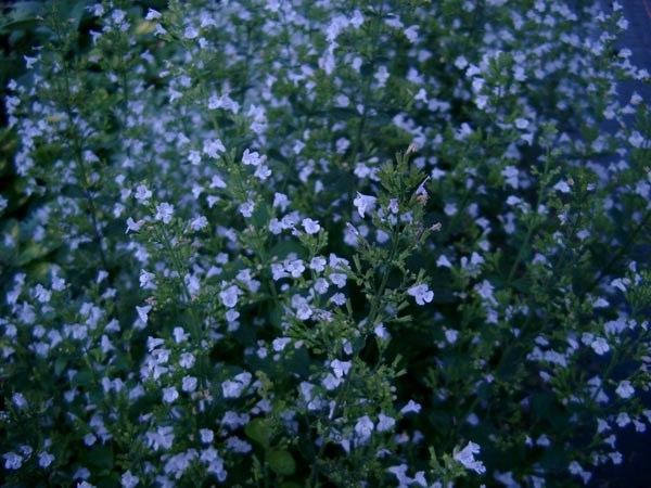 Calamintha nepeta ssp. nepeta (Steinquendel)