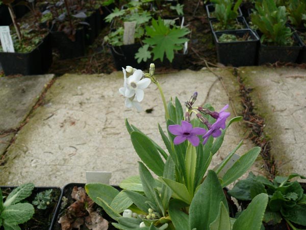 Primula chionanthus (Primel)