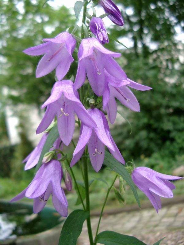 Campanula rapunculoides (Acker-Glockenblume)