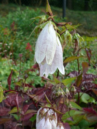 Campanula takesimana (Koreanische -Glockenblume)