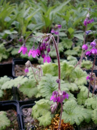 Cortusa matthioli f. pekinensis (Alpen-Glöckchen)