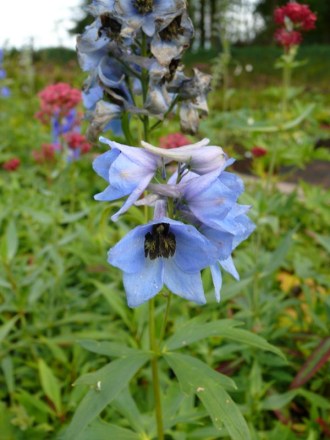 Delphinium Pacific-Hybride 'Guinevere' (Mittelblauer Rittersporn)