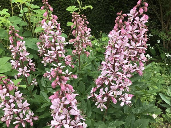Dictamnus albus var. purpureus (Diptam, Brennender Busch)