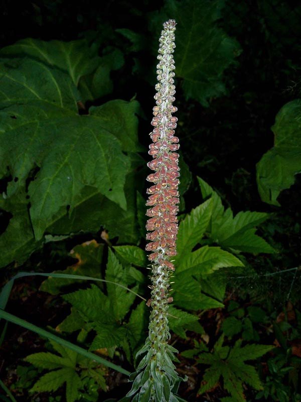Digitalis parviflora (Kleinblütiger Fingerhut)