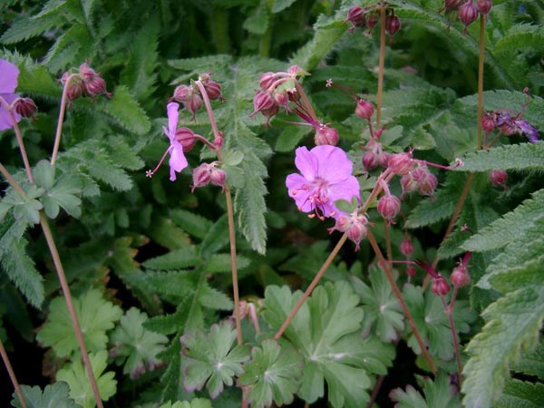 Geranium cantabrigiense 'Karmina' (Cambridge-Storchschnabel)