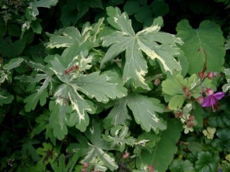 Geranium macrorrhizum 'Variegatum' (Panaschierter Balkan-Storchschnabel)