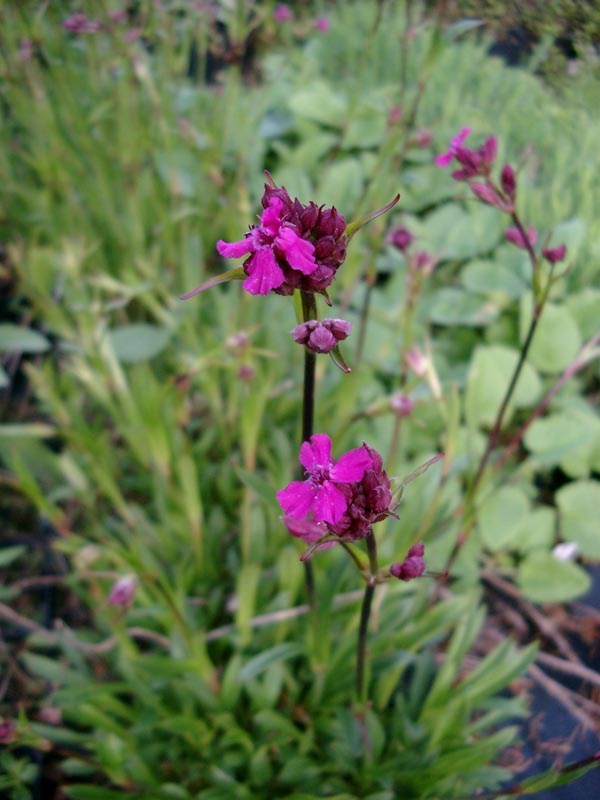 Lychnis viscaria (Pechnelke)