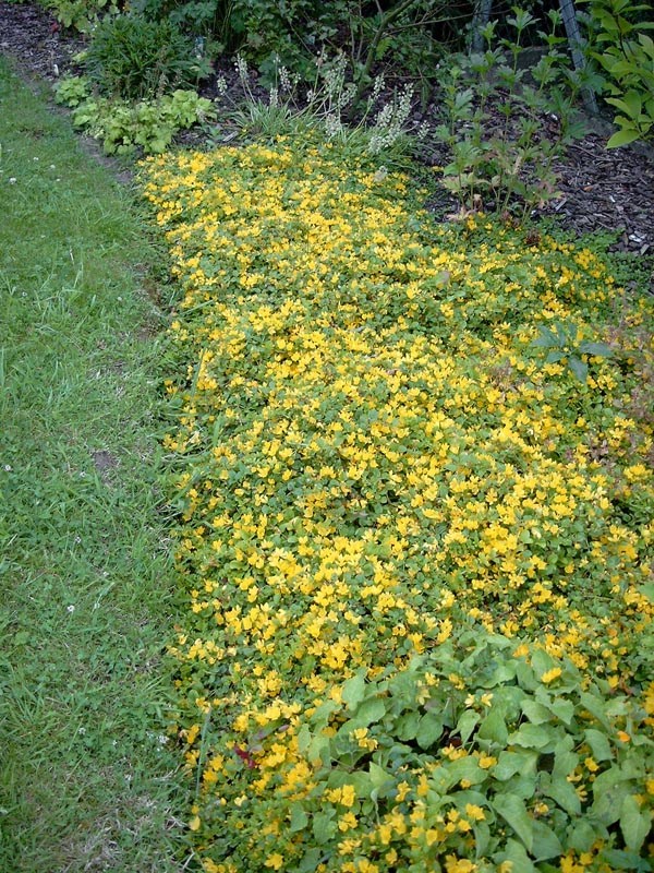 Lysimachia nummularia (Pfennigkraut)