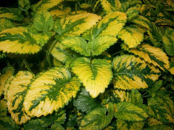 Melissa officinalis 'Variegata’ (Panaschierte Zitronenmelisse)