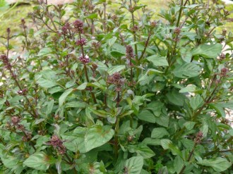 Mentha x piperita v. citrata 'Orange' (Orangenminze)