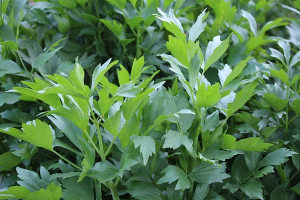 Levisticum officinale (Liebstöckel, Maggikraut)