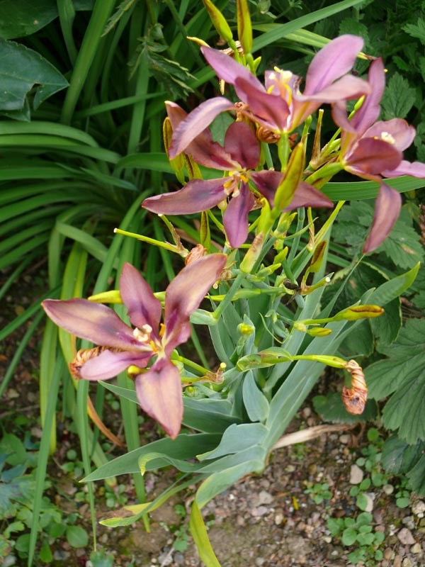 Pardancanda norrisii (Leopardenblume)