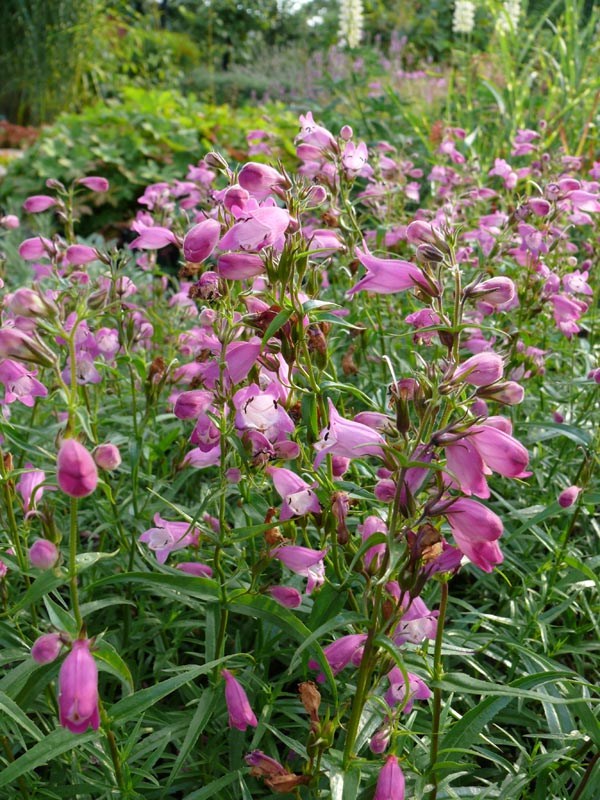Penstemon x mexicale 'Sunburst Ruby' (Roter Bartfaden)