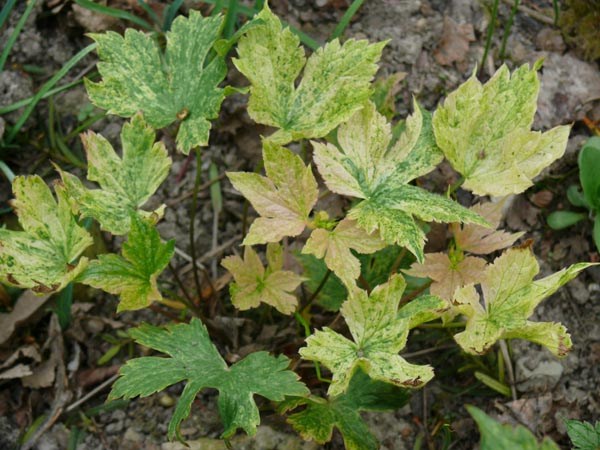 Geranium nodosum 'Maasbeeke' (Panaschierter Knotiger Bergwald-Storchschnabel)