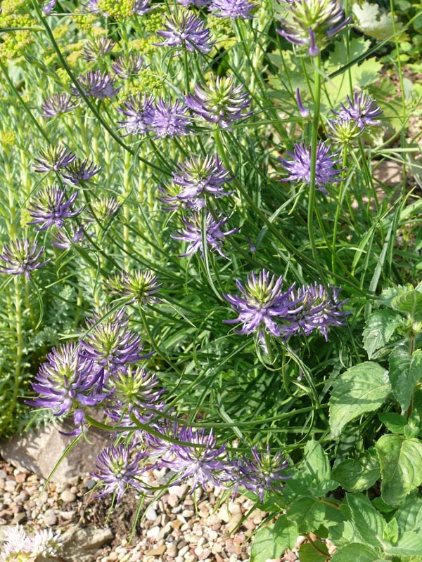 Phyteuma scheuchzerii (Scheuchzer-Teufelskralle)