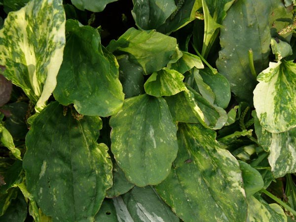 Plantago major 'Variegata' (Panaschierter Breit-Wegerich)