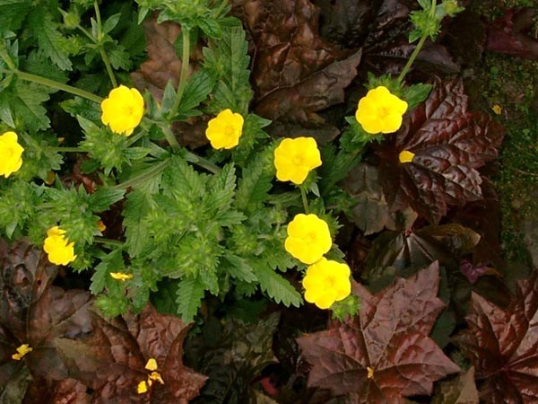 Potentilla recta (Hohes Fingerkraut)