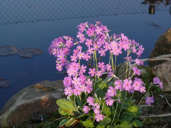 Primula farinosa (Mehlprimel)