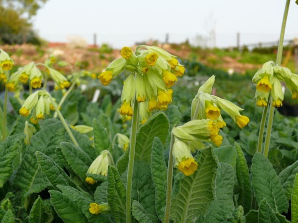Primula veris (Heimische Schlüsselblume)