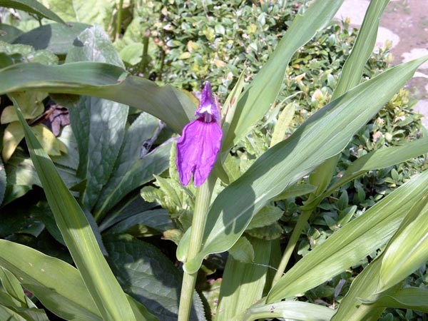 Roscoea purpurea (Purpurscheinorchidee)