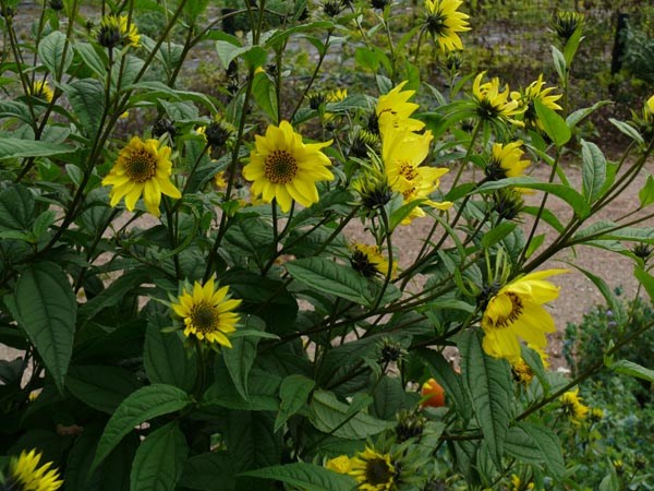 Helianthus microcephalus 'Lemon Queen' (Stauden-Sonnenblume)