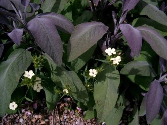 Salvia officinalis 'Purpurascens' (Purpur-Gartensalbei)