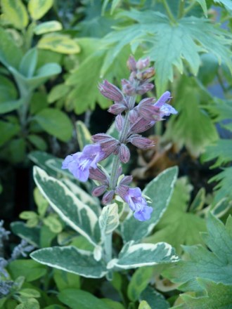 Salvia officinalis 'Creme De La Creme' (Cremeweißer Gartensalbei)