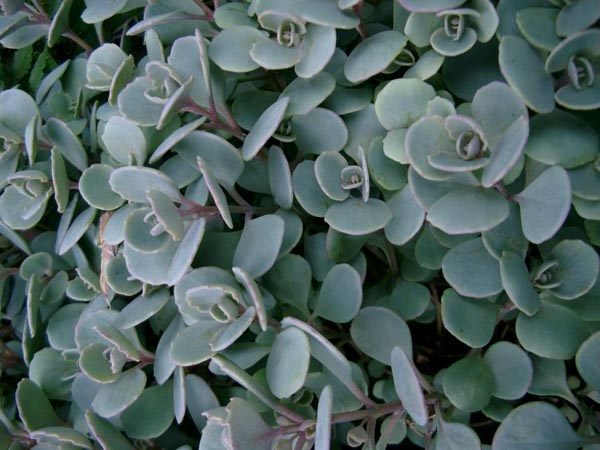 Sedum cauticolum (Felsen-Fettblatt)