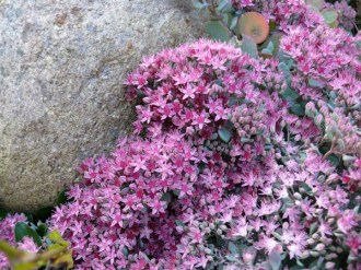 Sedum cauticolum (Felsen-Fettblatt)