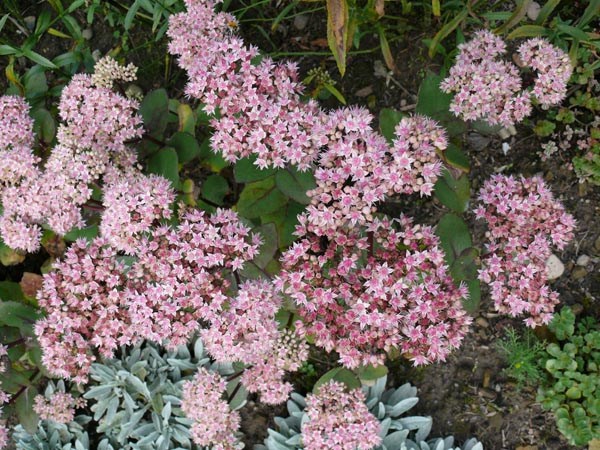 Sedum telephium Hybr. 'Matrona' (Purpurrotes Fettblatt)