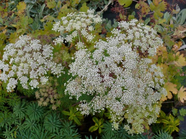 Selinum wallichianum (Kaschmirdolde, Silge)