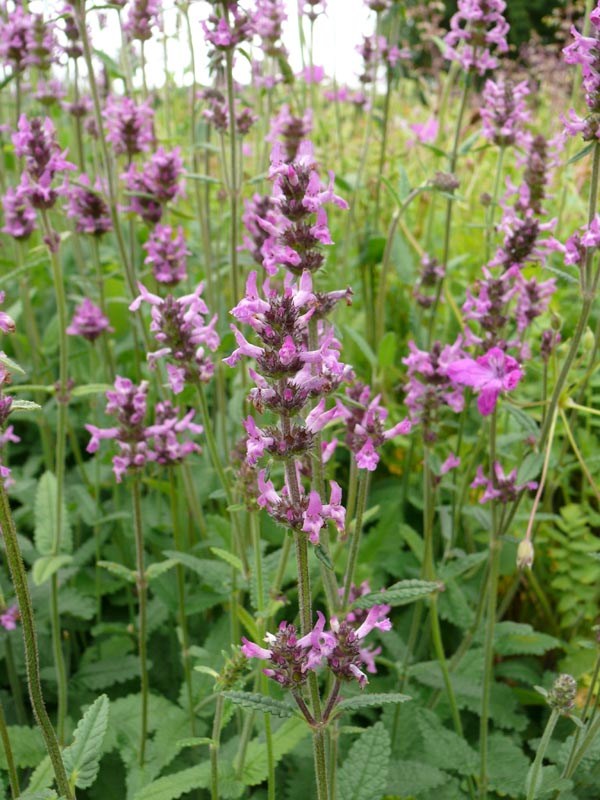 Stachys officinalis (Betonica officinalis) (Heilziest)