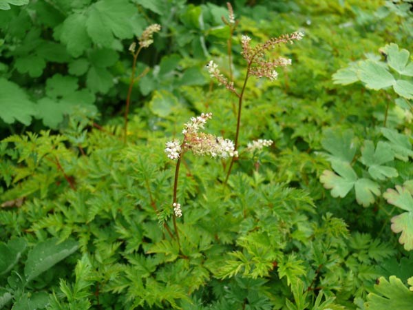 Aruncus aethusifolius (Zwerg-Geissbart)