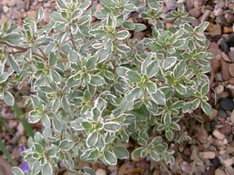 Thymus citriodorus 'Silver King' (Zitronen-Thymian weißrandig)