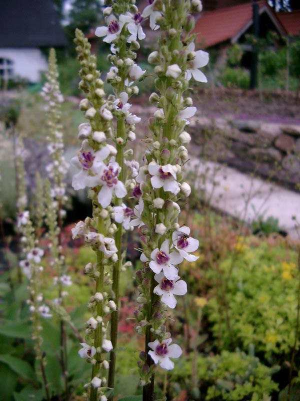 Verbascum chaixii f. album `Wedding Candles` (Französische Königskerze)