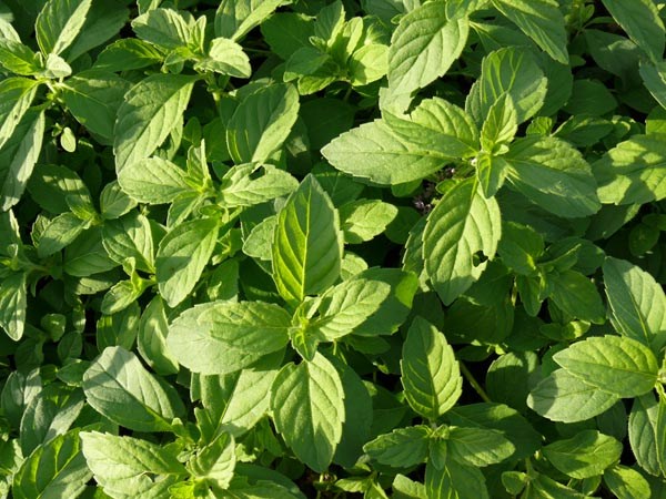 Mentha arvensis `Banana` (Bananenminze)