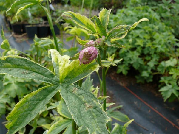 Astrantia major 'Sunningdale Variegata' (Panaschierte Sterndolde)